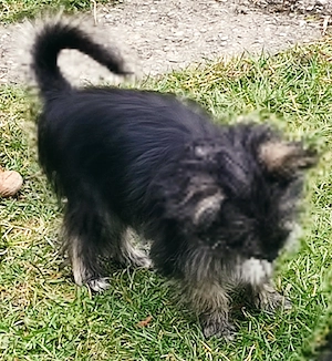 Chihuahua-Yorkimixwelpen suchen liebevolles Heim. Bild 5
