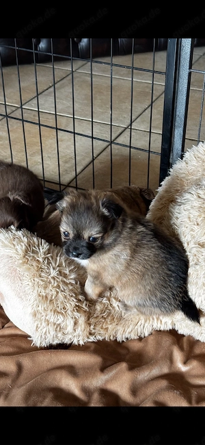 Chihuahua Welpen langhaarig