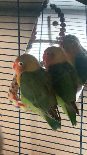 Pfirsichköpfchen liebes papageie 