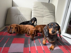 Wunderschöne Merle-Dackelwelpen