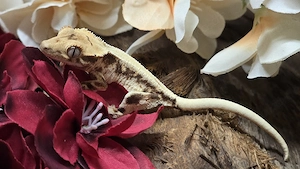 Lilly white Kronengecko 0.0.1