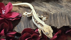 Lilly white Kronengecko 0.0.1