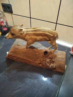 Frischling Präparat Tierpräparat Trophäe Taxidermy ausgestopft