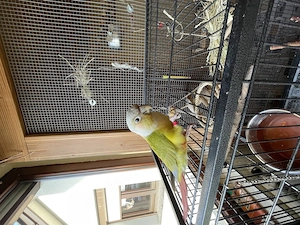 Molinasittich handzahm 