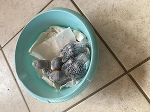 Halsbandsittich BABYS