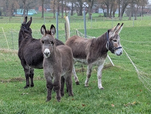Kleine Esel Herde zu verkaufen 