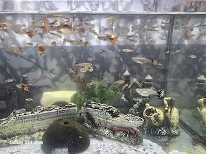 aquarium mit fische