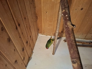 Ziegensittich abzugeben 