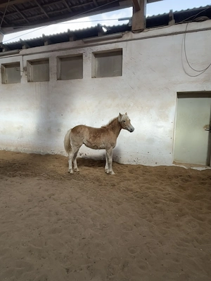 Haflinger Edelbluthaflinger Hengst, bald Wallach Jährling 