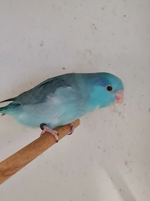 Blaugenick Sperlingspapageien jung Bild 3