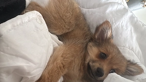 Pomerian rüde redsable