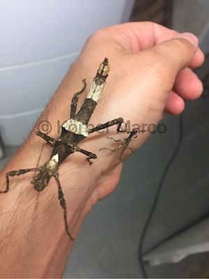 sungaya inexpectata banded