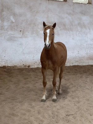 Haflinger Edelbluthaflinger Hengst, bald Wallach Jährling 