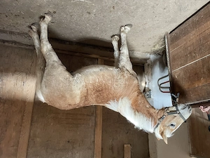 Haflinger Edelbluthaflinger Hengst, bald Wallach Jährling  Bild 4