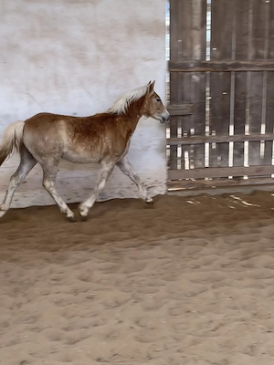 Haflinger Edelbluthaflinger Hengst, bald Wallach Jährling  Bild 3
