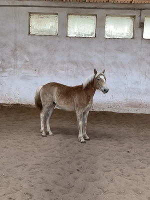 Haflinger Edelbluthaflinger Hengst, bald Wallach Jährling  Bild 2