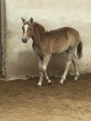 Haflinger Edelbluthaflinger Hengst, bald Wallach Jährling  Bild 5