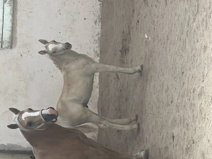 Haflinger Edelbluthaflinger Hengst, bald Wallach Jährling  Bild 6