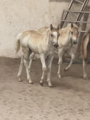Haflinger Edelbluthaflinger Hengst, bald Wallach Jährling  Bild 7
