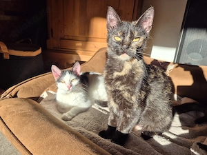 Lola und Alice   zwei Herzenskätzchen suchen ihr gemeinsames Für-Immer-Zuhause