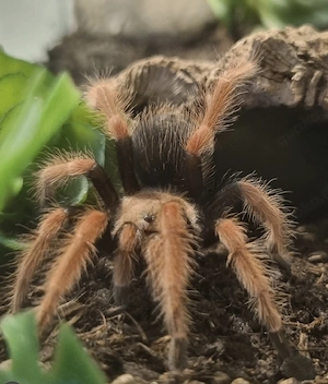 Brachypelma Boehmei 