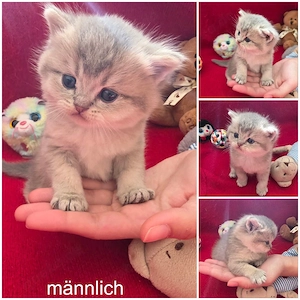 Süße BKH Kätzchen suchen neues Zuhause