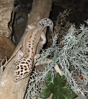 Leopardgecko Männchen  Pet Only