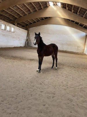 Doppelveranlagter DSP Hengst, bald Wallach Jährling aus 4 25