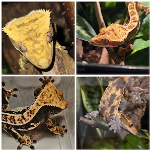 Schönes Kronengecko Männchen