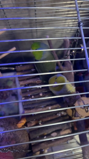 ein serplingpapagei 1 paar 