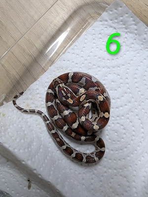 Kornnatter Classic (Pantherophis guttatus) aus privater Hobbyzucht. 