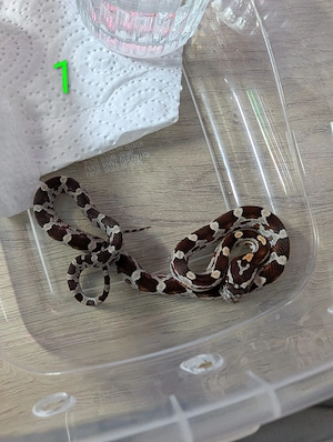 Kornnatter Classic (Pantherophis guttatus) aus privater Hobbyzucht. 