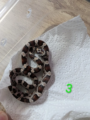 Kornnatter Classic (Pantherophis guttatus) aus privater Hobbyzucht. 