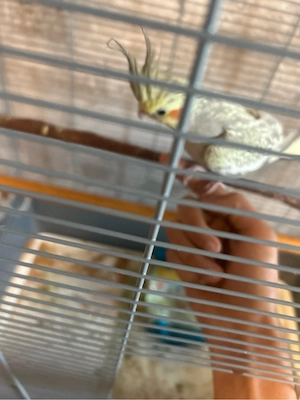 Nymphensittich handzham 