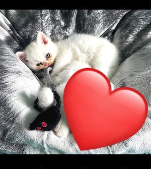 BKH wunderschöne kleine Bärchen 