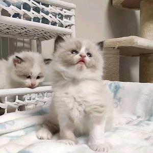 Warnung vor Kuscheln! Ragdoll-Kätzchen, bereit zum Kuscheln