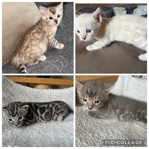 Bengal kitten Snow   Silber   Blue  Braun Reinrassig 