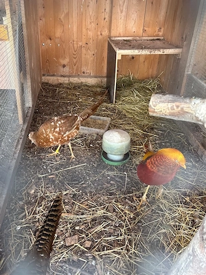 Spanische Fasan Pärchen