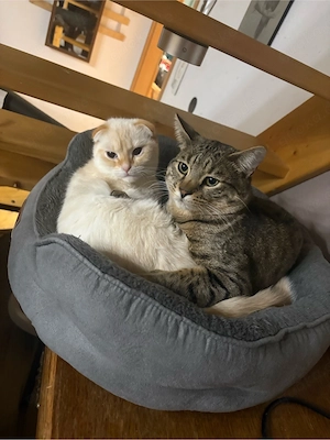 drei Kater suchen neues zuhause