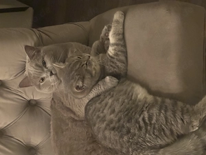 BKH Freunde in liebevolle Hände zu vergeben 