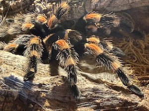 Brachypelma harmori suchen ein neues zu Hause 