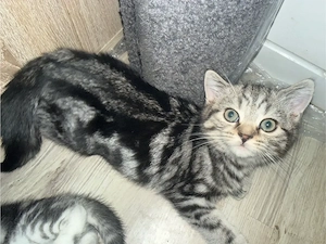 Black Silver Tabby Kater 