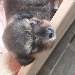 Welpen Mitte Mai abzugeben 