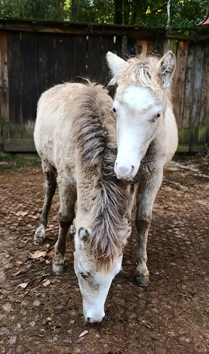 Ponys in Champagnerfarben Bild 6