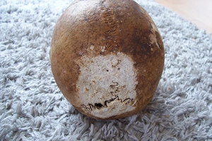 2 Menschliche Schädel (200 pro Stück ) Bild 5