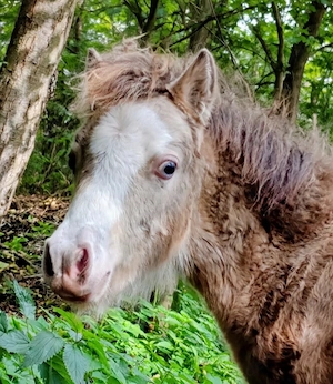 Ponys in Champagnerfarben Bild 4