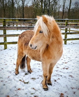 Ponys in Champagnerfarben Bild 3
