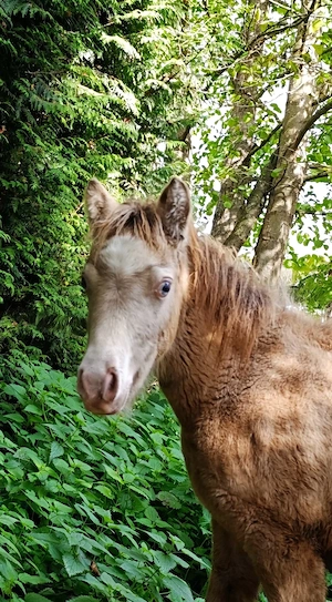 Ponys in Champagnerfarben Bild 5