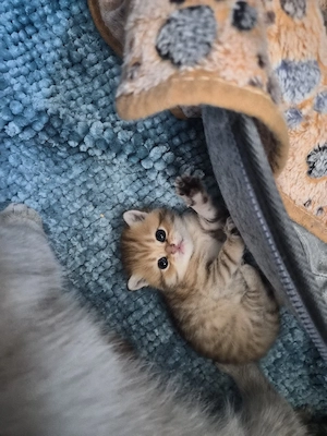 Noch 3 Wunderschöne Einzigartige BKH kitten  Bild 3