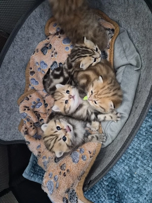 Noch 3 Wunderschöne Einzigartige BKH kitten  Bild 4